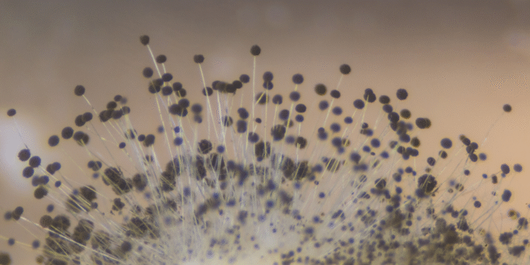 Sick House Syndrome: How Mold Contributes to an Unhealthy Home